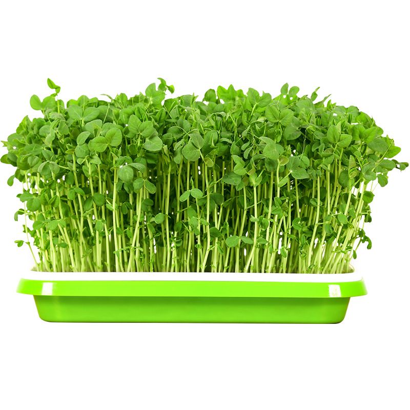 体验种植乐趣-让梦想发芽礼盒